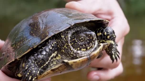 Human, Standing by River, Holds a Pond Turtle in Hands (en inglés). 4K. De cerca. — Vídeo de stock