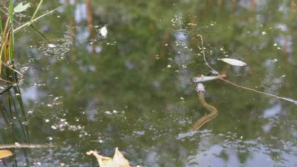 Een gewonde adder verstopt zich in groen zeewier op het wateroppervlak in de rivier. — Stockvideo