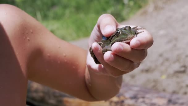 Children Hand Holds a Green Frog Against the Background of a Sandy Riverbank — Stock Video