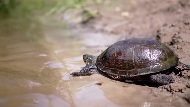 Europäische Teichschildkröte kriecht durch nassen, schmutzigen Sand, taucht unter Wasser im Fluss — Stockvideo