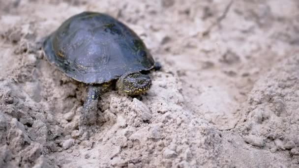 European River Turtle Crawling by Wet Sand to the Water (em inglês). Fecha. Movimento lento — Vídeo de Stock