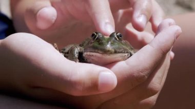 Çocuk Parmakları Sahildeki Işın Güneşi 'nde, Elinde Yeşil Kurbağa Okşuyor. Büyüt