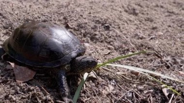 Avrupa Yeşil Nehir Kaplumbağası Sahilde Islak Kum Tarlasından Sürünüyor. Kapatın. Yavaş çekim