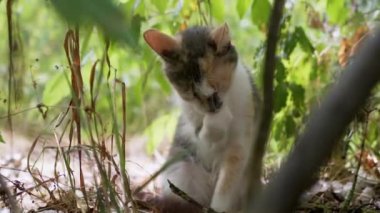 Evsiz Üç Renkli Kedi Yıkama, Kuru Çimlerin Arasında Saklanmak. 4K