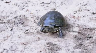 Islak Kum Tarlasından Sürünen Avrupa Nehri Kaplumbağası. 4 bin. Kapat.