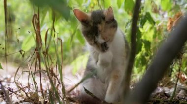 Evsiz Üç Renkli Kedi Yıkama, Kuru Çimlerin Arasında Saklanmak. 4K