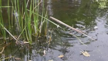 Yaralı bir Viper, Bataklık 'ta Su Yüzeyi' nde, Yeşil Yosun 'a takıldı. 4K
