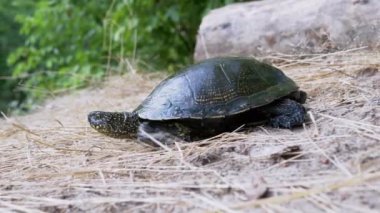 Avrupa nehir kaplumbağası, Kuru Çimen Tarlası, Ormanda Kum Tarlası. 4 bin. Kapat.