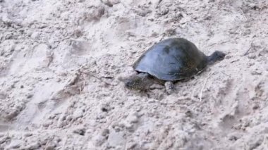 Avrupa Gölet Kaplumbağası Sahilde Islak, Kirli Kum Sürünüyor. 4K