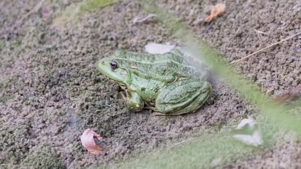 Green Reed Frog Sentado em Wet Sand em Sunbeams em Sunset, perto de River Bank. Zoom — Vídeo de Stock