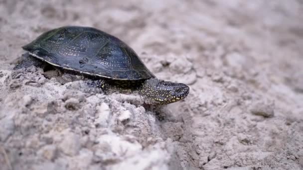 Europese Rivierschildpad kruipend door nat zand naar het water. Sluit maar af. Langzame beweging — Stockvideo