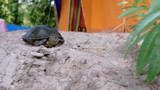 Curious European River Turtle Sits on Wet Dirty Sand near the Tourist Tent 4K — стокове відео