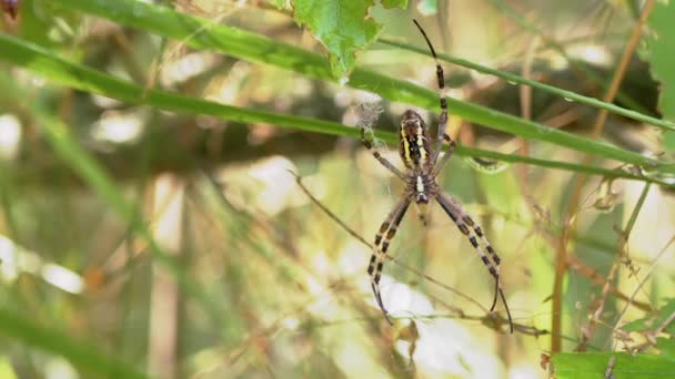 Осиный паук сидит в паутине, ожидая добычу на размытом фоне листвы. Zoom — стоковое видео