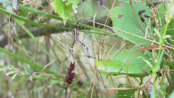 Wasp Spider Sits in a Web Waiting Prey на сайті Blurred Background of Foliage 4K — стокове відео