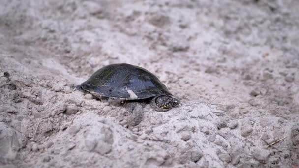 European Pond Turtle Sits on Wet, Dirty Sand. Movimiento lento — Vídeo de stock