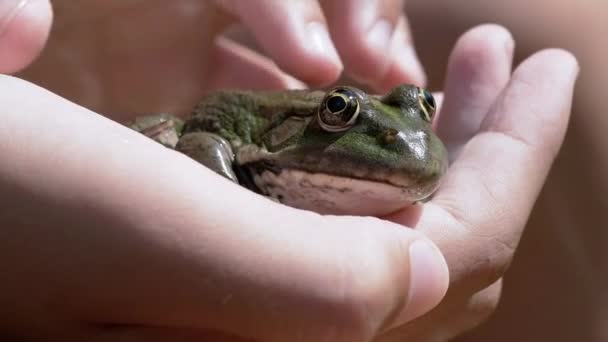 Child Fingers Stroke a Green Frog in Hand, in Beam Sunlight on Beach. 4K — Stockvideo