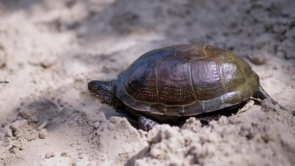 European River Turtle Crawls by Wet Sand on Beach (em inglês). Fecha. Movimento lento — Vídeo de Stock