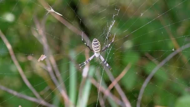 Большой паук-оса сидит в паутине на размытом фоне листвы. 4К. Закрыть — стоковое видео