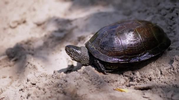 Европейская черепаха сидит на влажном, грязном песке в тени, на лучевом солнечном свете — стоковое видео
