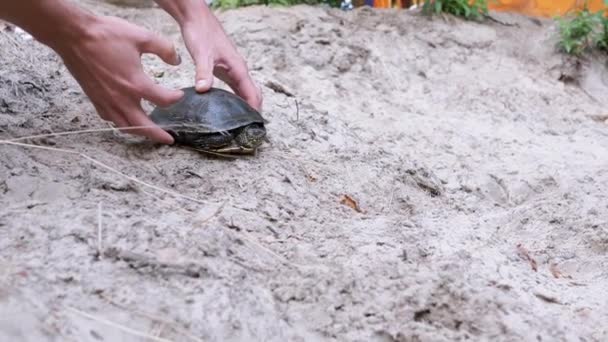 Male Releases a Caught Pond Turtle on the Sand. 4K. Movimiento lento — Vídeo de stock