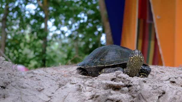 Curiosa tortuga europea del río se sienta en la arena húmeda sucia cerca de la tienda de campaña turística. Zoom: — Vídeos de Stock