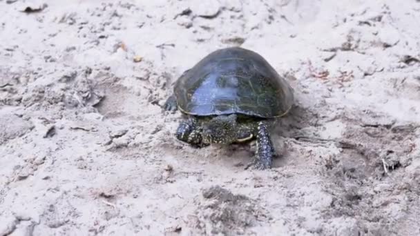 Europäische Flussschildkröte kriecht durch nassen Sand zum Wasser. 4K. Nahaufnahme — Stockvideo