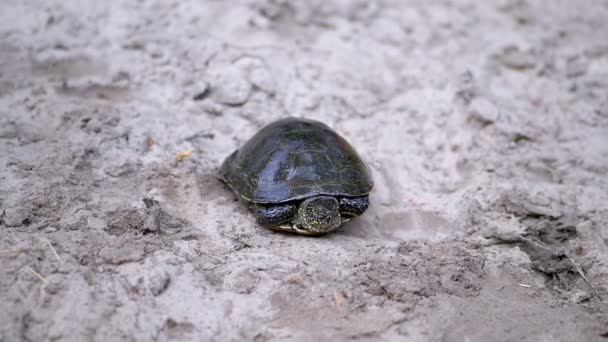 European Pond Turtle Sits on Wet, Dirty Sand. Långsamma rörelser — Stockvideo