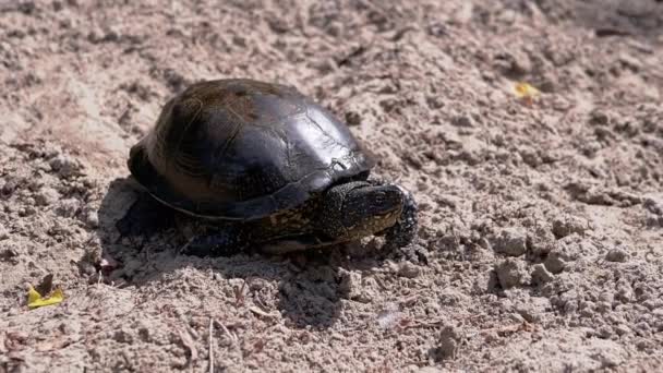 European Green River Tortoise Crawls by Wet Sand on Beach. Close up. Slow motion — Stock Video