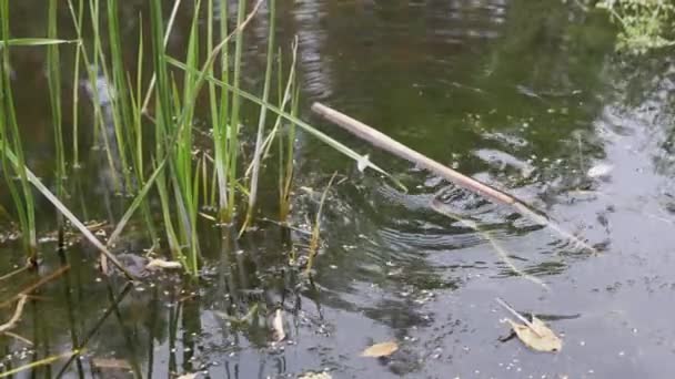 Yaralı bir Viper, Bataklık 'ta Su Yüzeyi' nde, Yeşil Yosun 'a takıldı. 4K — Stok video