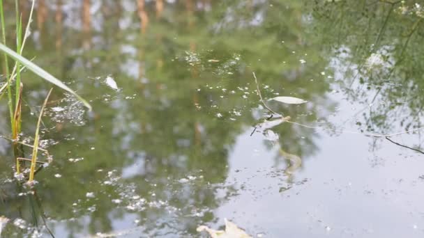Раненый гадюка прячется в зеленых водорослях на поверхности воды в реке — стоковое видео