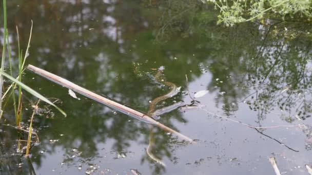 Lama Poisonous Viper Renang di Permukaan Air di rawa Muddy. Perbesar — Stok Video