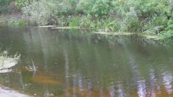 Feuilles sèches tombantes flottant avec le débit de la rivière d'une forte rafale de vent. — Video