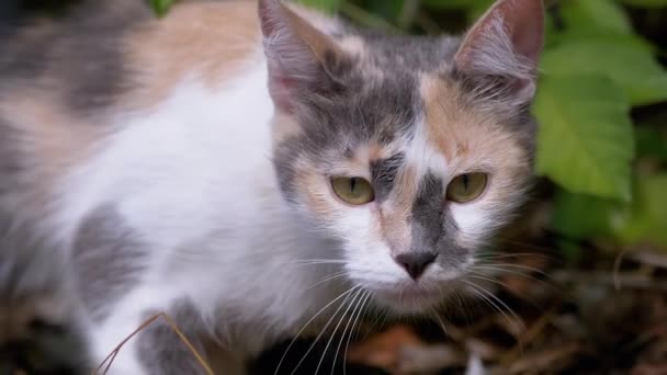 Gato salvaje sin hogar Tricolor caminando en la naturaleza en follaje verde. Acercar. Movimiento lento — Vídeos de Stock