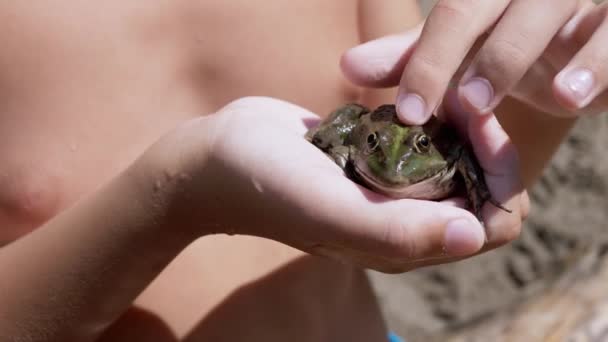 Child Fingers Stroke a Green Frog in Hand, in Beam Sunlight on Beach (en inglés). 4K — Vídeos de Stock