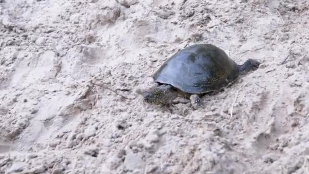 European Pond Turtle Crawls by Wet, Dirty Sand on Beach. 4K — Stockvideo