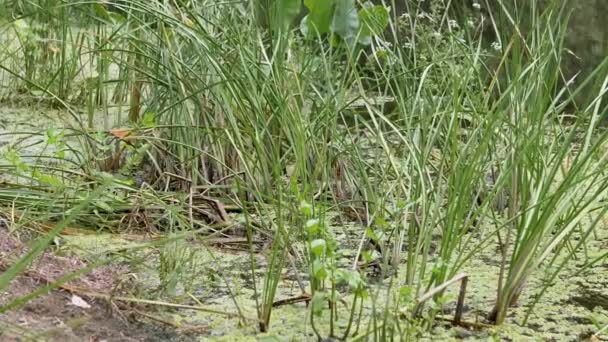 Bewachsener, blühender Sumpf, ein Fluss mit grünen Wasserwiesenpflanzen, Schilf — Stockvideo