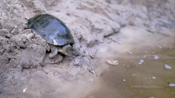 Europeisk damm sköldpadda krypa av våt, smutsig sand, Dykning Undervatten i floden — Stockvideo