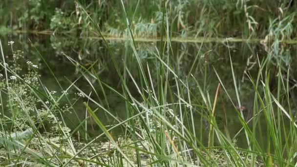 Mladé zelené rákosí s pavučinami rostou na pozadí klidné řeky, jezero — Stock video