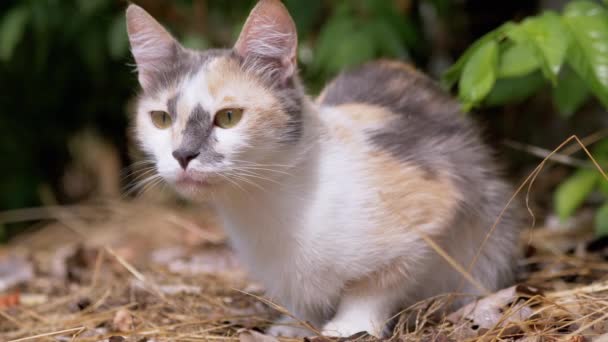 Müde obdachlose Tricolor Wildkatze sitzt in trockenem Gras in grünem Laub. Nahaufnahme — Stockvideo