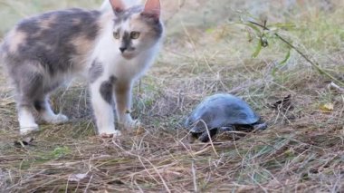 Evsiz Üç Renkli Kedi Çimenlerde bir Kaplumbağa Nehir Kaplumbağasıyla Oynuyor.
