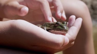 Çocuk Parmakları Sahildeki Işın Güneşi 'nde, Elinde Yeşil Kurbağa Okşuyor. 4K