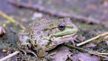 Büyük Yeşil Benekli Kurbağa Islak Kum 'da Avlanmayı Bekliyor. 4 bin. Kapat.
