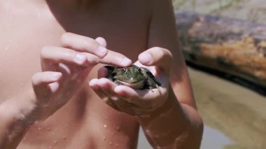 Sahil Nehrinin Arkasında Yeşil Kurbağayı Islak Bir El Okşuyor. Büyüt