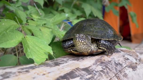 Nyfiken europeisk flod sköldpadda Sitter på torr logg nära Turisttält i skogen. 4K — Stockvideo