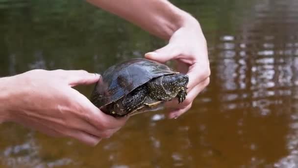 강 옆에 서 있는 인간은 연못 거북이를 손에 잡고 있다. 4K 입니다. 닫아. — 비디오