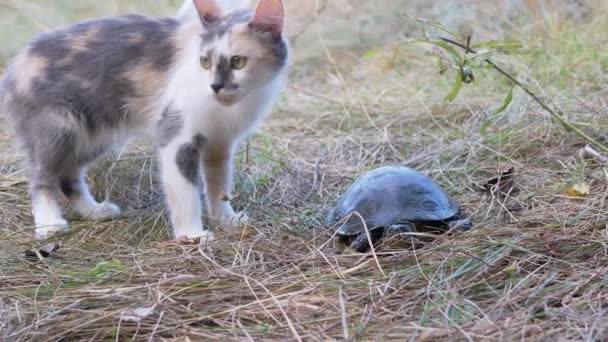 Sem-teto Tri Color Cat joga com uma tartaruga do rio ao ar livre na grama. — Vídeo de Stock