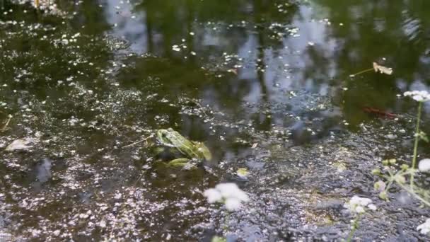 緑の共通カエルのカモフラージュ池のダックウィードで地表水の上に座っています。4K — ストック動画