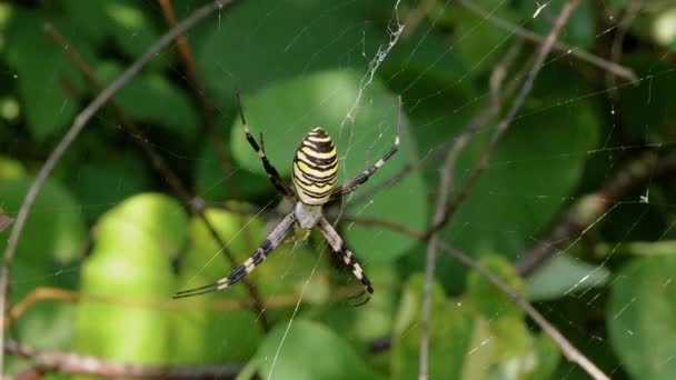 Wasp Spider Argiope bruennichi Sits in a Web Waiting for Prey. Zoom. Close up — Stock Video