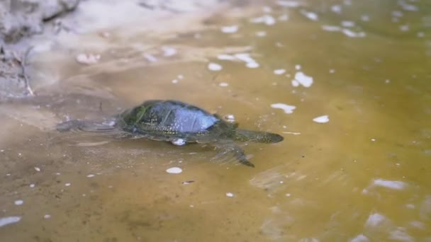 Europeisk damm sköldpadda krypa av våt, smutsig sand, Dykning Undervatten i floden — Stockvideo