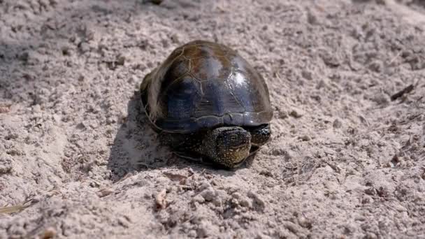European Pond Turtle siedzi na mokro, brudny piasek. Zwolniony ruch — Wideo stockowe